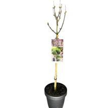 Lilac nain en pot avec tuteur et étiquette de plante