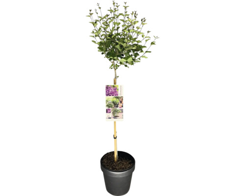 Bloomerang Syringa Zwergflieder im Topf