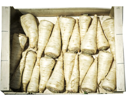 Caisse de panais frais
