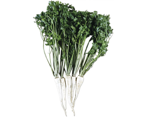 Bot de racines de persil