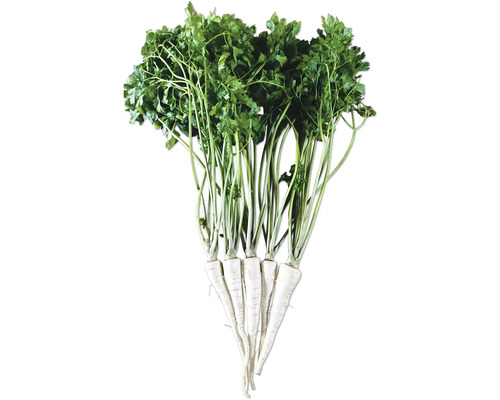 Botte de racines de persil avec des feuilles vertes