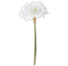 Amaryllis à fleurs blanches