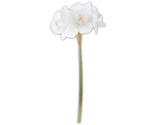 Amaryllis à fleurs blanches
