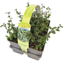 Teppichmispel Cotoneaster dammeri im Topf
