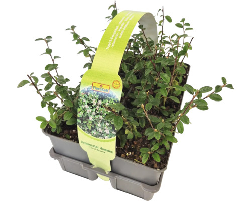 Teppich-Zwergmispel 6er Pack FloraSelf Cotoneaster dammeri 'Coral Beauty'