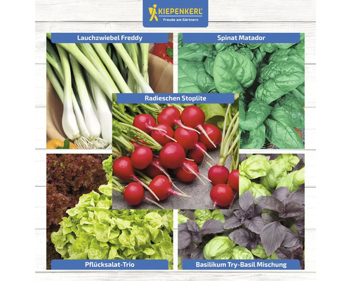 Collage de différents légumes : oignons nouveaux, épinards, radis, laitue à couper et basilic