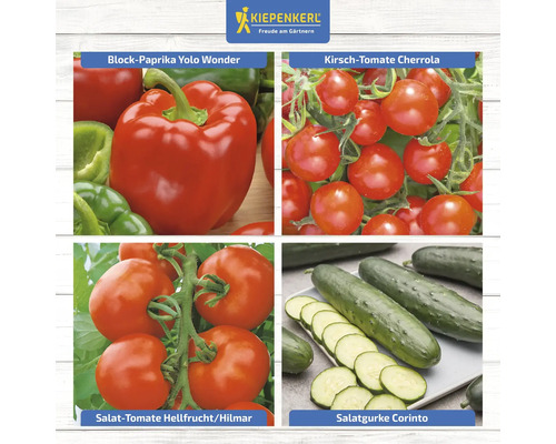 Collage de différents légumes : poivron bloc Yolo Wonder, tomate cerise Cherrola, tomate à salade Hellfrucht/Hilmar et concombre de salade Corinto