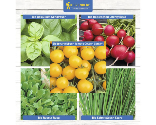 Collage de différents légumes : basilic génois bio, radis Cherry Belle bio, tomate groseille Golden Currant bio, roquette Ruca bio et ciboulette Staro bio.