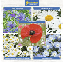 Collage verschiedener Wildblumenarten: Kornblume, Margerite, Klatschmohn, Gänseblümchen und Liebeshainblume