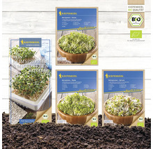 Verschiedene Kiepenkerl Sämereien und ein Ratgeber zum Thema Keimsprossen und Microgreens