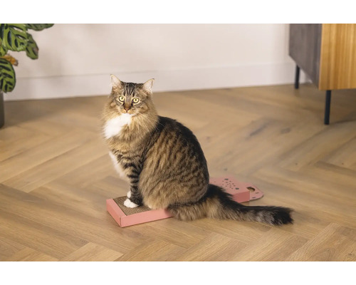 Un chat tigré est assis sur une planche à gratter.