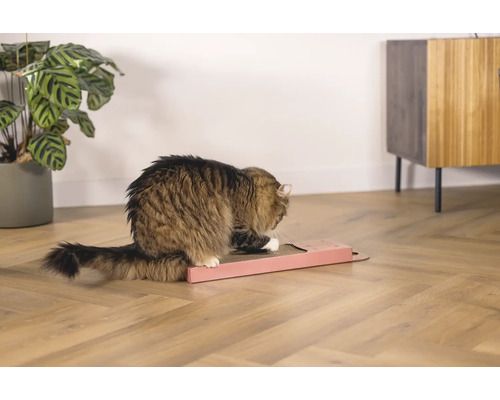 Chat griffant un griffoir sur un plancher en bois