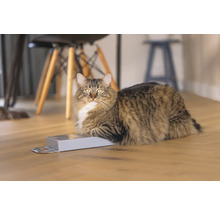 Langhaarige Kat liegt auf einer Schachtel auf Holzboden