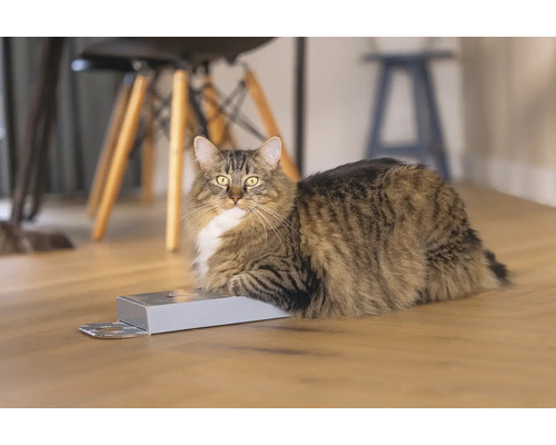 Chat à poils longs allongé sur une boîte sur un plancher en bois
