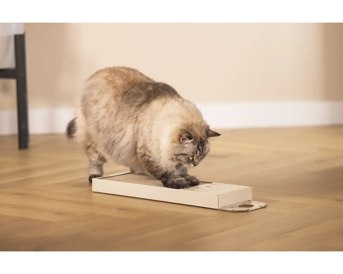 Chat grattant un grattoir sur le sol.