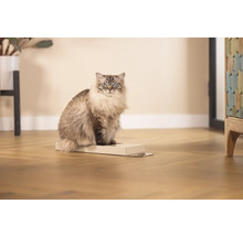 Katze sitzt auf Pappkarton