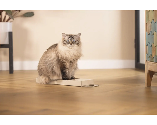 Chat assis sur une boîte en carton