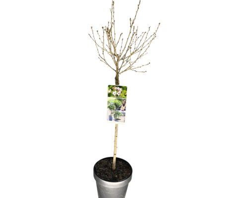 Cerisier à fleurs tige FloraSelf Prunus incisa 'Lotte' hauteur de tige 50 cm Co 3 L Cerisier à fleurs tige FloraSelf Prunus incisa 'Lotte' hauteur de tige 50 cm Co 3 L