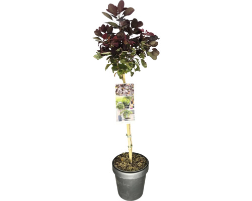 Roter Perückenstrauch Stamm FloraSelf Cotinus coggygria 'Royal Purple' Stammhöhe 50 cm Co 3 L