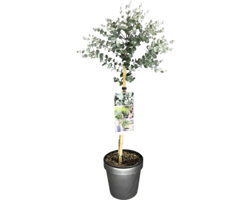 Mostgummi-Eukalyptus Stamm FloraSelf Eucalyptus gunnii 'Azura' Stammhöhe 50 cm Co 3 L