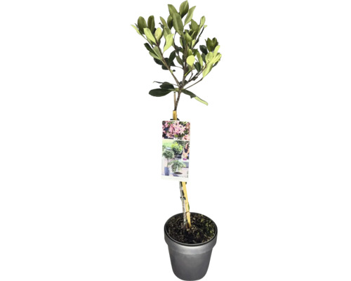 Japanische Weißdolde Stamm FloraSelf Rhaphiolepis indica Stammhöhe 50 cm Co 3 L