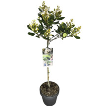 Viorne toujours verte comme arbre boule en pot