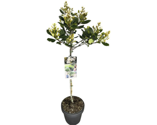 Viorne toujours verte comme arbre boule en pot