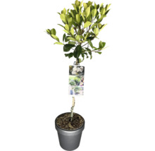 Cotonéaster en espalier en pot