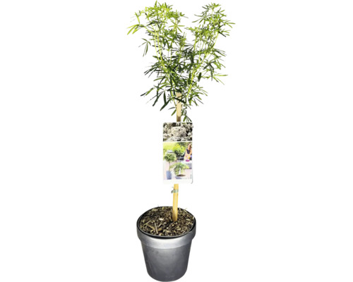 Orangenblume 'White Dazzler' Stämmchen FloraSelf Choisya ternata 'White Dazzler' Stammhöhe 50 cm Co 3 L