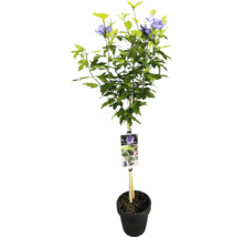 Arbuste d''hibiscus en pot avec tuteur et étiquette de plante
