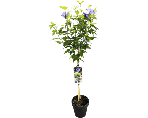 Hibiskus Strauch im Topf mit Stützpfahl und Pflanzenetikett