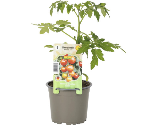 Cherrytomate ''Favorita F1'' im Topf