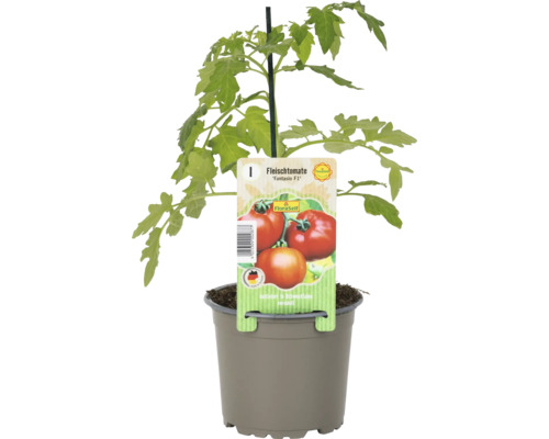Fleischtomate ''Fantasio F1'' Pflanze im Topf mit Stützstab und Etikett