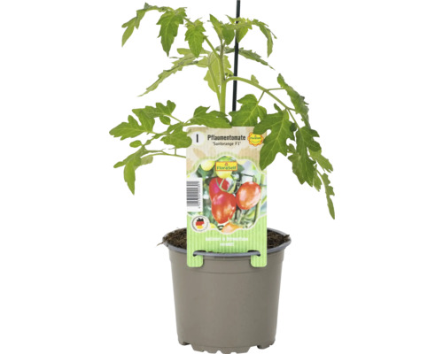 Tomate prune ''Santorange F1'' en pot
