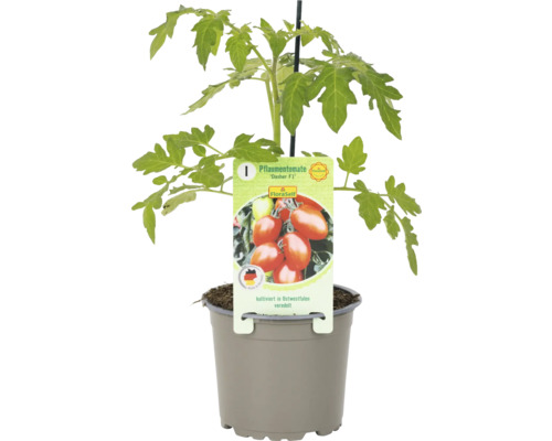 Jeune plant de tomate prune ''Dasher F1'' en pot