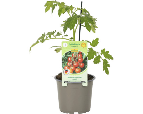 Cocktailtomate Piccolino F1 im Topf mit Pflanzenetikett