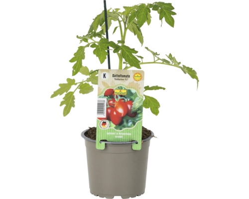 Tomate Datterino F1 en pot