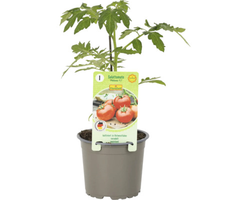 Salattomatenpflanze ''Philona F1'' im Topf