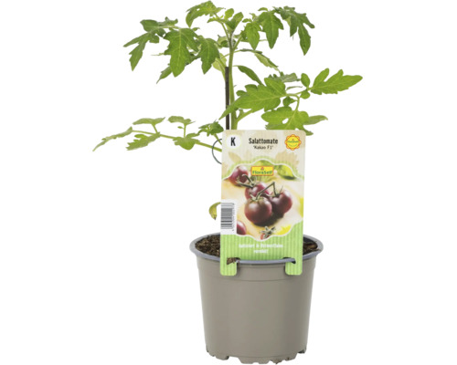 Tomate à salade Kakao F1 en pot