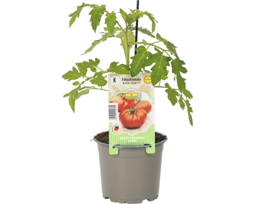 Tomate charnue Buffalo Steak F1 en pot