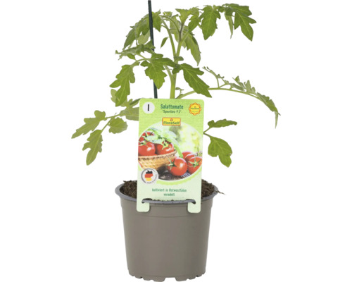 Salattomate Sportivo F1 im Topf