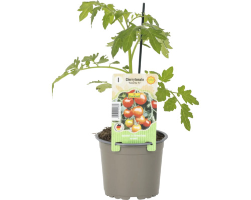 Cherrytomate ''Favorita F1'' im Topf
