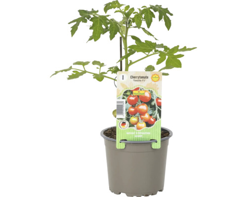 Cherrytomate ''Favorita F1'' im Topf