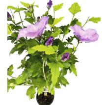Hibiskusstrauch im Topf mit Blüten und Blättern