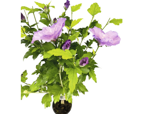 Garteneibisch Stamm FloraSelf Hibiscus syriacus 'Lavender Chiffon' Stammhöhe 50 cm Co 3 L halbgefüllte Blüten Garteneibisch Stamm FloraSelf Hibiscus syriacus 'Lavender Chiffon' Stammhöhe 50 cm Co 3 L halbgefüllte Blüten