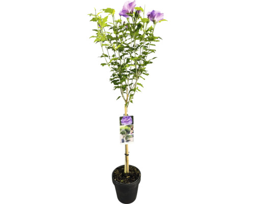 Hibiscus en pot avec fleurs lilas et feuilles vertes