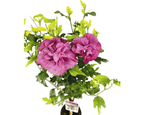 Garteneibisch Stamm FloraSelf Hibiscus syriacus 'Magenta Chiffon' Stammhöhe 50 cm Co 3 L halbgefüllte Blüten Garteneibisch Stamm FloraSelf Hibiscus syriacus 'Magenta Chiffon' Stammhöhe 50 cm Co 3 L halbgefüllte Blüten