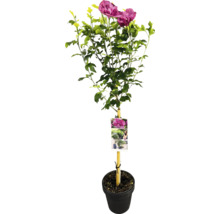 Hibiskusstrauch im Topf mit Schild