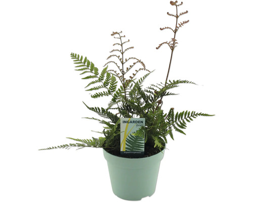 Pot avec plante de fougère
