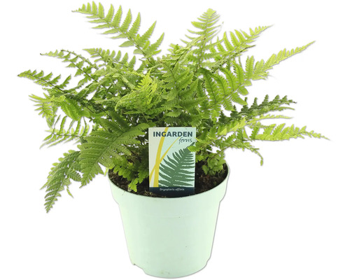 Fougère verte en pot de la marque Ingarden Ferns